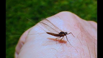 Tying an Organza CDC Spinner (Dry Fly) by Davie McPhail