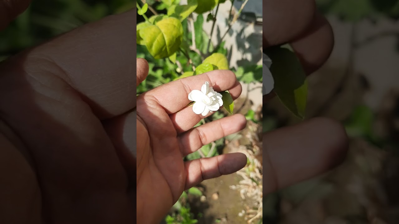 كيف نعرف الفرق بين الرازقي العراقي والرازقي الشامي او الفرق بين الفل البلدي والفل الشامي