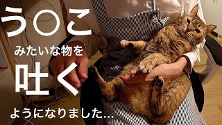 猫風邪が治ったと思ったらゲ○みたいな物を吐く様になりました…｜55〜57日目【保護猫活動】