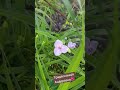 Tradescantia Andersonianа— 3 різні за кольором 🌿🌺 #shorts #дача #кропивницький