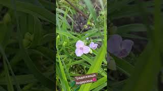 Tradescantia Andersonianа— 3 різні за кольором 🌿🌺 #shorts #дача #кропивницький