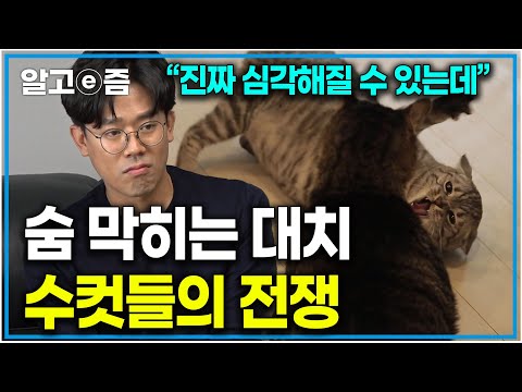 <strong>한치의</strong> 양보도 없는 고양이와 선전포고 시 가만 안 두겠다는 고양이의 숨 막히는 대치｜고양이를 부탁해｜알고e즘