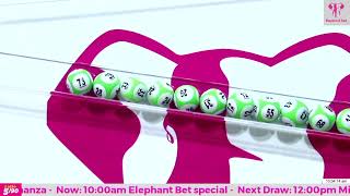 Elephant Bet Special