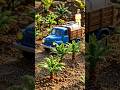 Giant Dates Harvest 🌴😳 | Satisfying Mini Farming Story #shorts