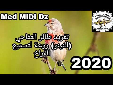 تغريد طائر التفاحي النينو روعة لتسميع الفراخ