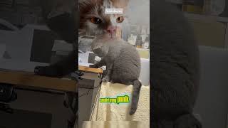 Kucing Ini Sendiri yang Kaget dengan Ulahnya! 😂🐱#shorts #catfacts