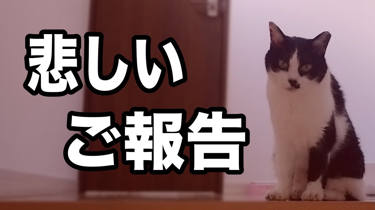 くぅちゃんの慢性腎臓病が悪化しました