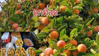 เก็บลูกพลับเยอะอลังการอีกแล้ว🍈19/11/19🍎ในอเมริกา