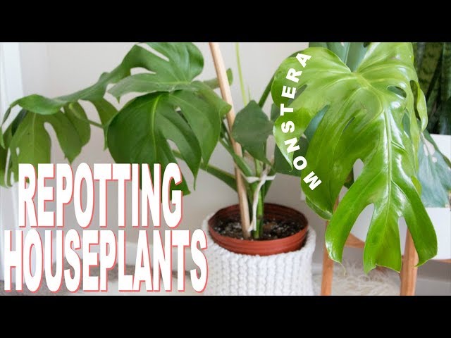 How to Repot a Houseplant | Repotting my Monstera Deliciosa (cheese plant)  - YouTube