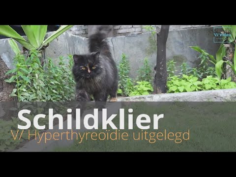 Video: Is Er Een Speciaal Dieet Voor Hyperthyreoïdie Bij Katten?