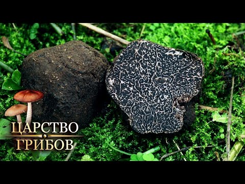 Черный трюфель. Царство грибов @Моя Планета