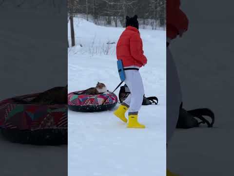 Видео: Кот, который любит покататься на ватрушке.