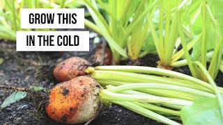 How to Plant Beets from Seed-Five Minutes of Gardening at a Time