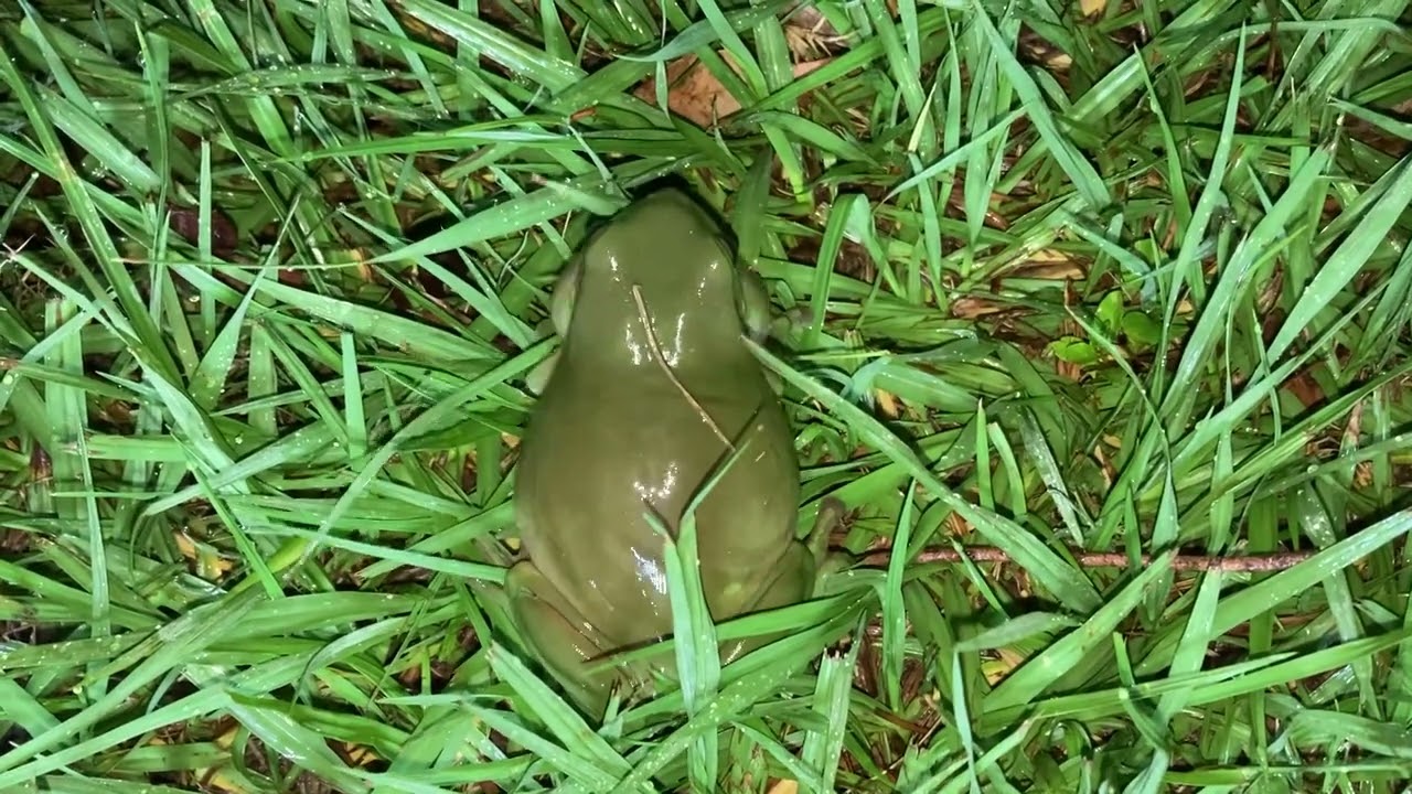 Litoria caerulea (Green Tree Frog) call | Dumpy Tree Frog calling