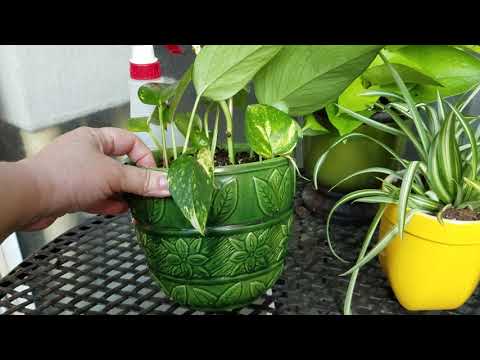 How To Propagate Pothos Cuttings And Vines In Soil