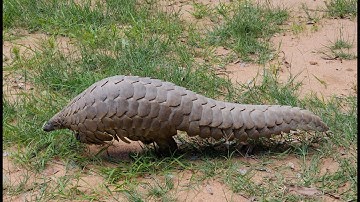 Pangolins: Saving the world