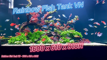 Bể Cá Cầu Vồng Lũa Dáng Bay - 1600x610x810H - Trần Nguyên Ngọc