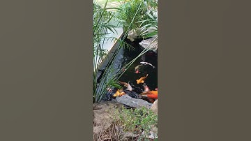 khu nghỉ dưỡng View triệu mây gần Đà lạt