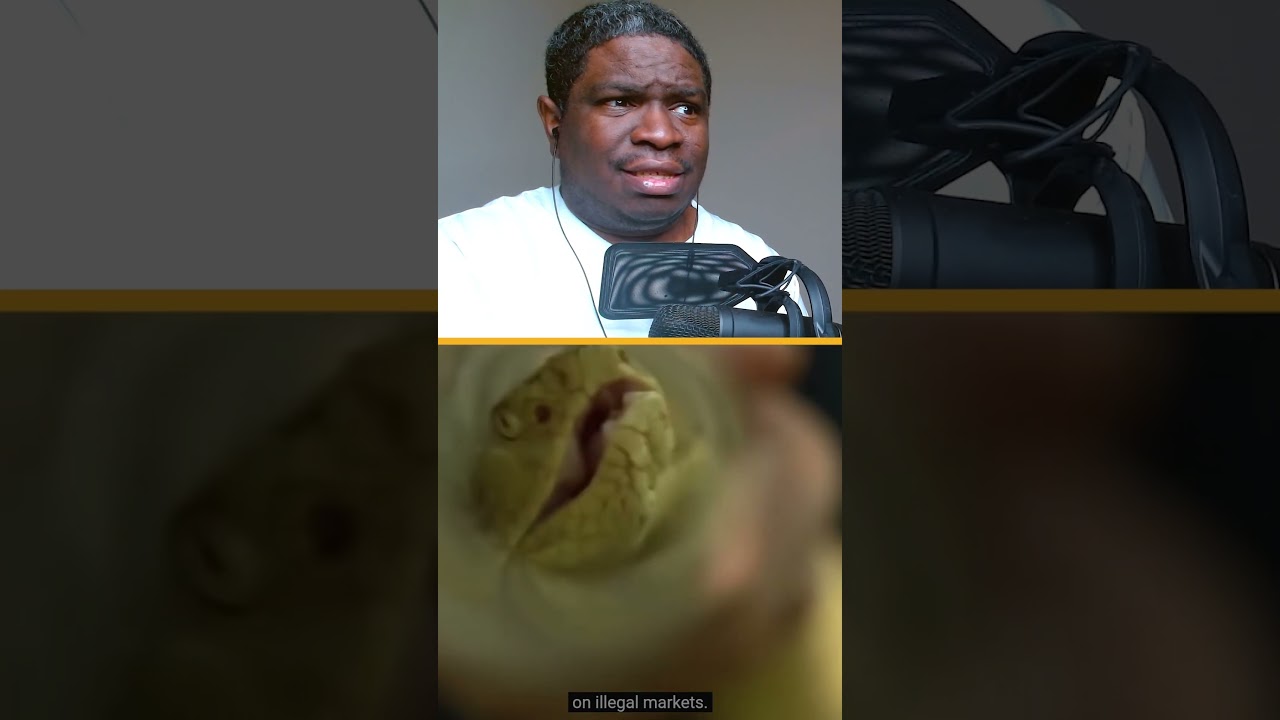 The Golden Lancehead Worth How Much ? 