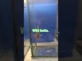 betta salvaje hembra que te parece comenta y subiré mas bettas raros #bettabreeding #bettafish