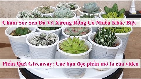 Sự Khác Nhau Giữa Sen Đá Và Xương Rồng I Yeucay.vn