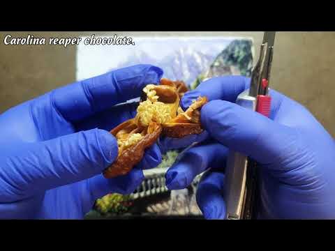 Сarolina reaper chocolate. Как собрать семена сверхострого перца ...