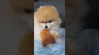 아기처럼 인형만 깨무는 강아지… 버릇 너무 귀여움ㅋㅋ #cutedog #포메라니안 #강아지버릇