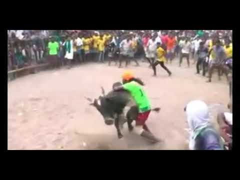 Ariyalur maavatta jallikattu naayakan murattu kaalai annan RIP