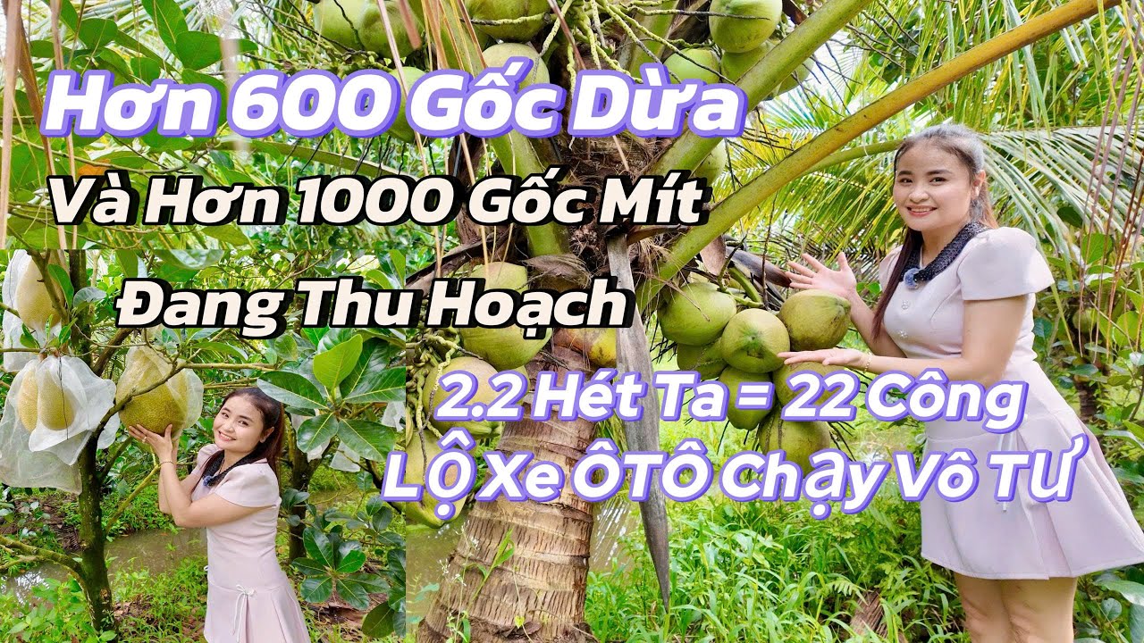 Đất vườn đang trồng hơn 600 gốc dừa và hơn 1000 gốc mít ruột đỏ  khu vực Vĩnh Long