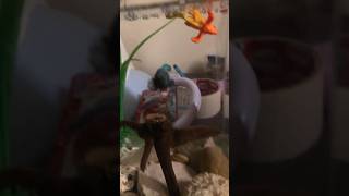 I FOUND A HAPPY BETTA FISH youtubeshorts bettafish shorts