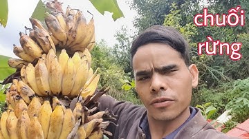Vlog Ăn chuối rừng chín cây quá ngon