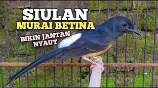 SUARA MURAI BATU BETINA memanggil jantan agar Emosi jadi NYAUT BUNYI GACOR BONGKAR MATERI ISIAN 