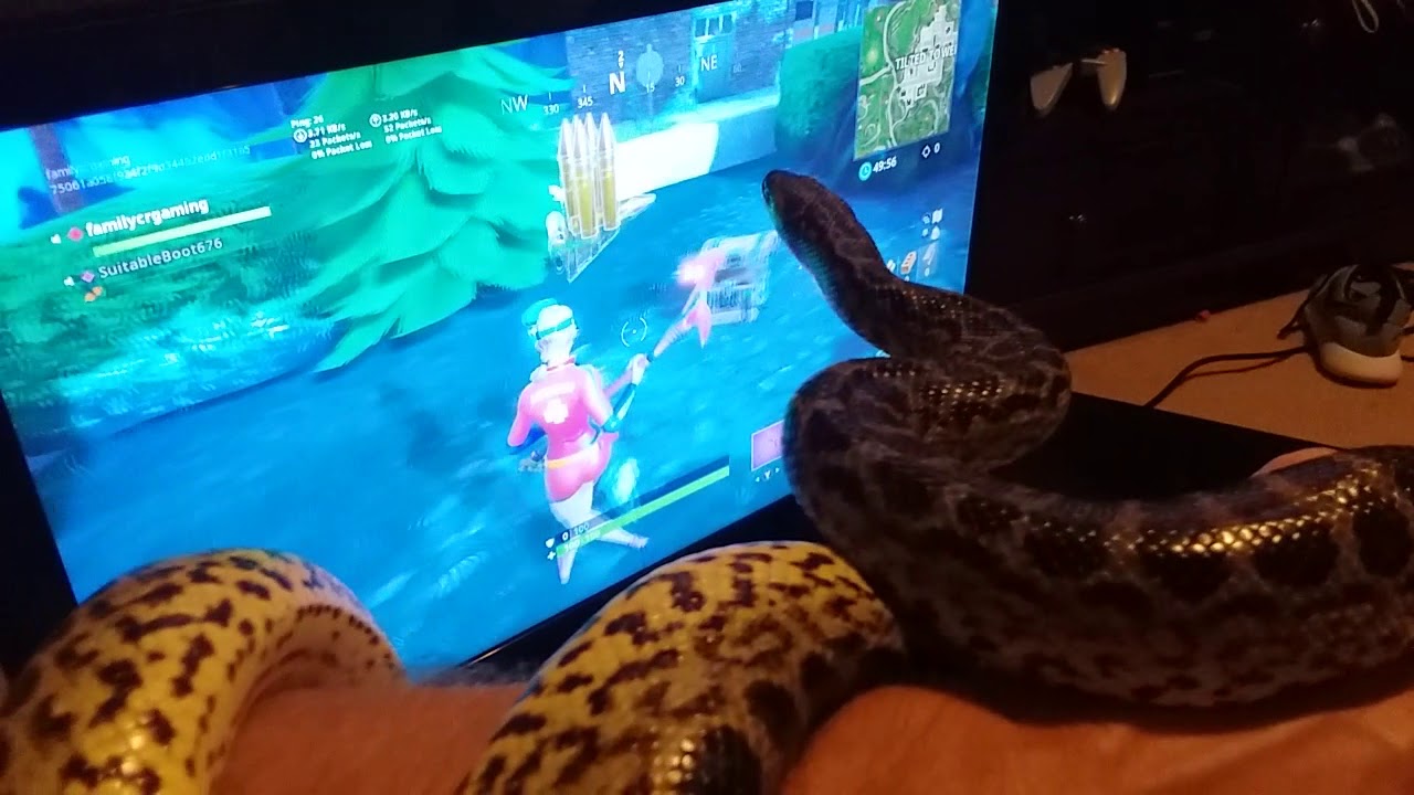anaconda snake loves fortnite !!! YouTube
