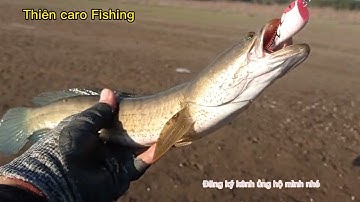 câu lure câu rê cá lóc sông bằng nhái nháy mồi giả rất hiệu quả và nhạy cá / Thiên Caro Lure Fishing