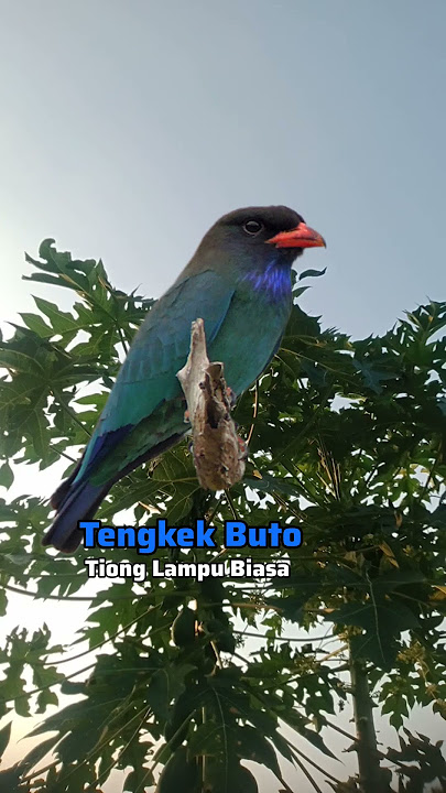 Masteran Kerak Basi Alis Hitam, Tengkek Buto #burung #suaraburung #burungmasteran #burungkicau