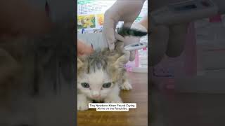 Famous Tiny Newborn Kitten Found Crying Alone on the Sidewalk… ❤️🐾 #animalrescue #rescuecat #cat #catrescue Profile