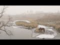 Сергей Никитин / Геннадий Шпаликов "Там, за рекою, лошади бредут"