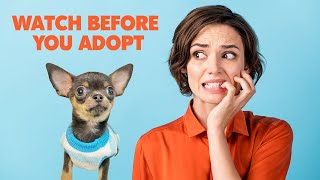 Want a new puppy? Watch this first! | Sweetie Pie Pets by Kelly Swift