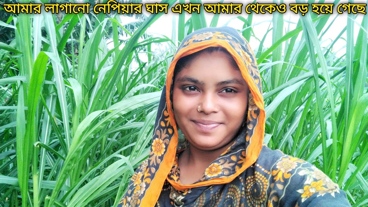 কিভাবে এত বড় লম্বা হলো কম সময়ে নেপিয়ার ঘাস গুলো? black bangle goat ...