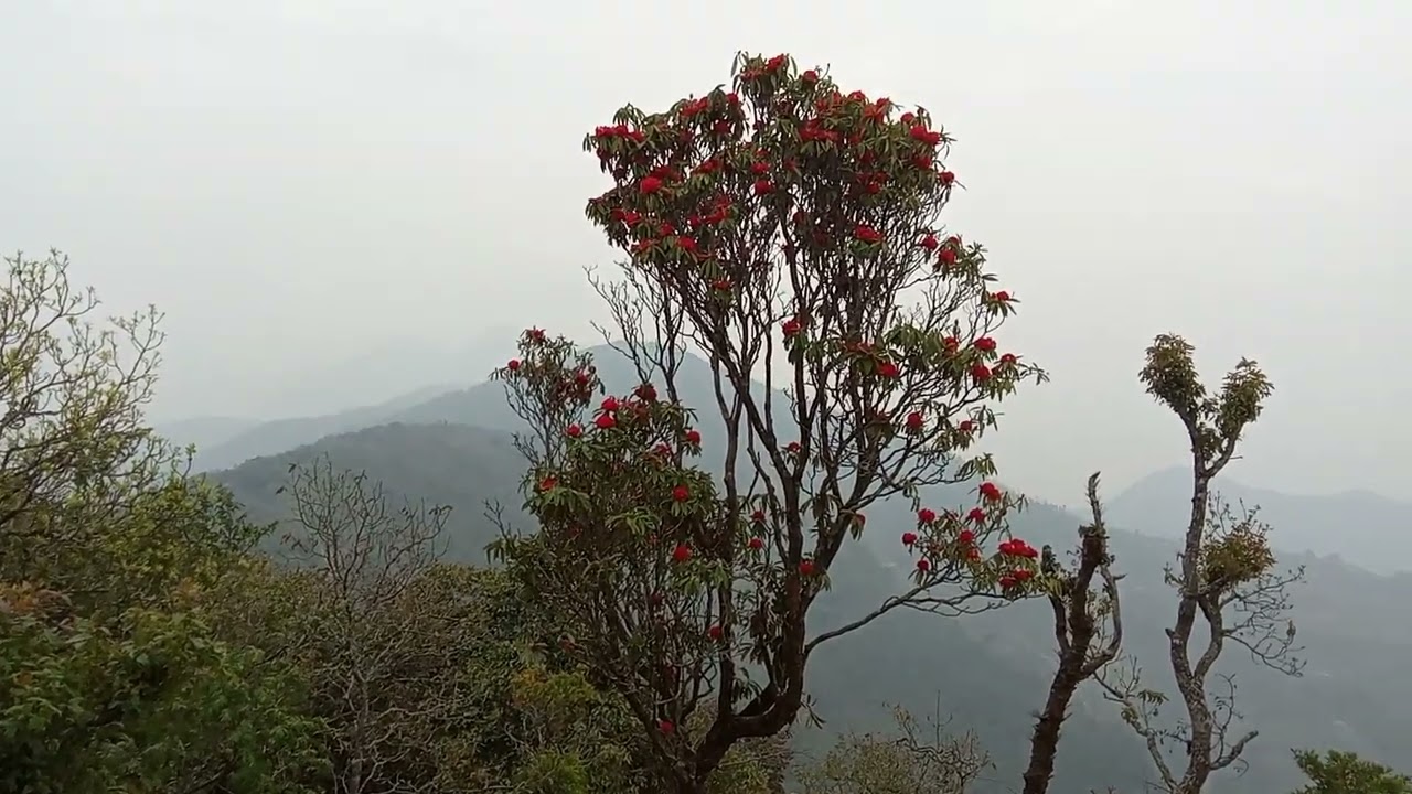 मूलगर आँगन सरसफाई काइला राणा र म