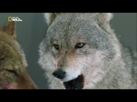 National Geographic: Дикая Природа России Wild Russia - Холодное Сердце Сибири