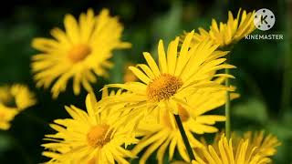 Tausug song in pangannal by Abdillah cover by habi December 23 2025