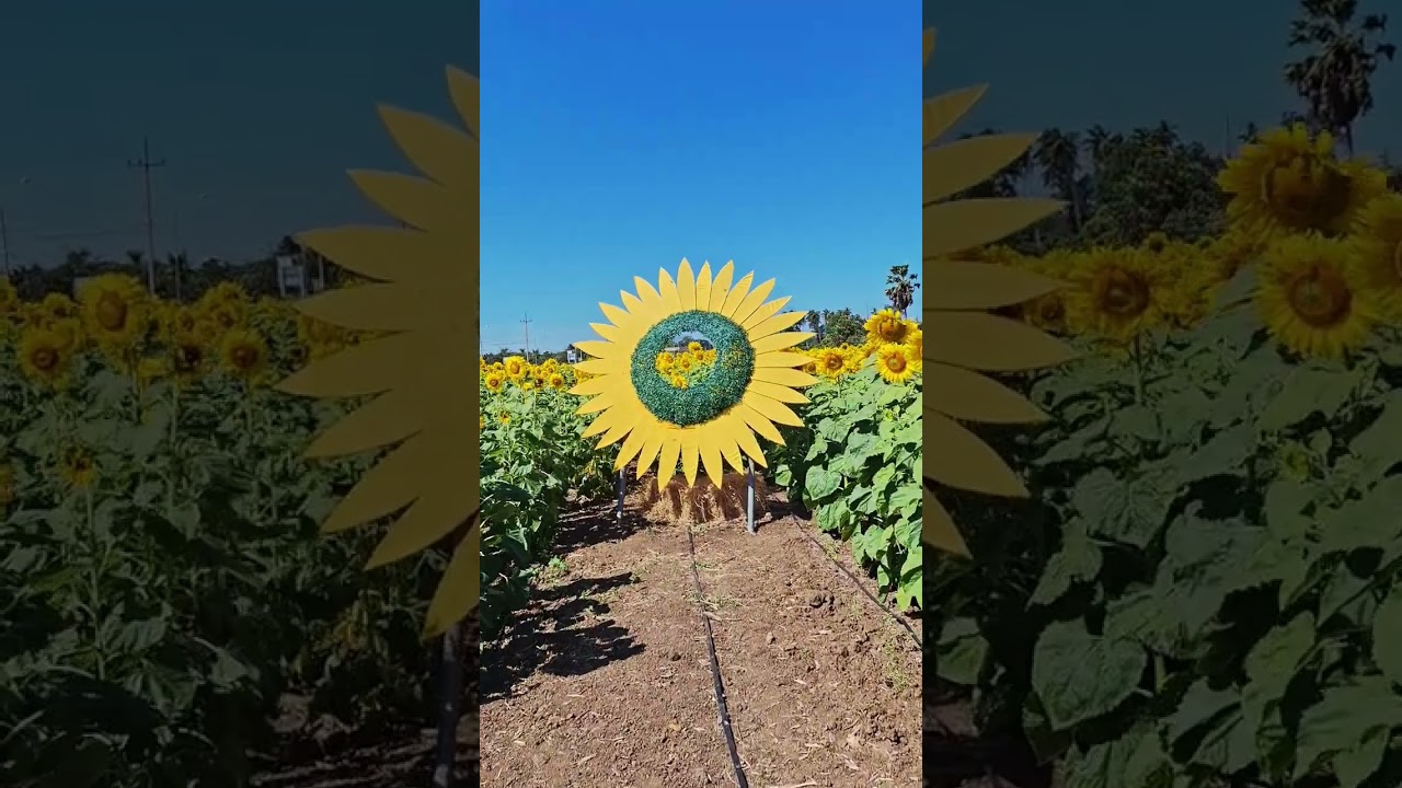 พาชมความสวยงามของไร่วังเลนเกษตรแฟร์  พุแค สระบุรี ครับหลายชนิดครับสวยงามมาก