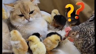 Cat mothering chicks| Cats with chicks so cute by Sweet world🐾 16,322 views 1 year ago 1 minute, 41 seconds