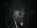 Я посадил последнее дерево - Prune
