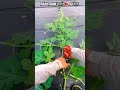 राजस्थान में मतीरा फेमस फूड 🍉 #food #farming #agriculture #trending #reels #farmer