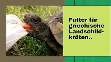 Welches Futter benötigt eine Schildkröte?