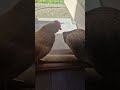 Chicken laundry edition