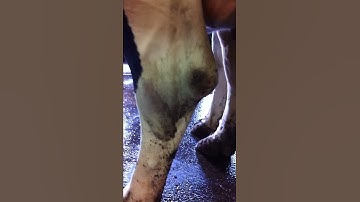 Multitasking gone bad