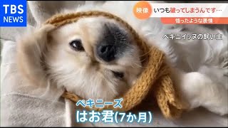 障子から抜けない！体の成長悟った子犬【Ｎスタ】
